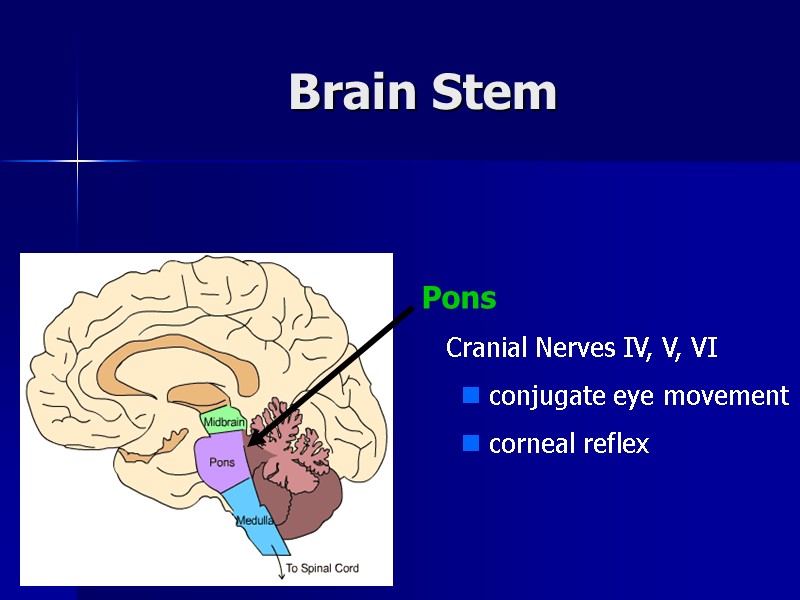 Brain Stem Pons    Cranial Nerves IV, V, VI  conjugate eye